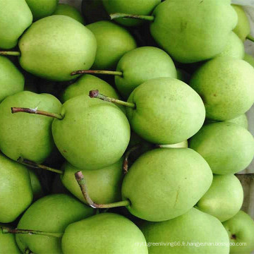 Poire verte de Shandong pour le marché de l&#39;Inde